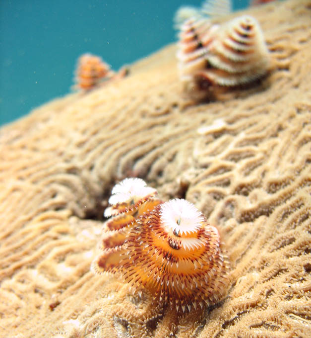 Christmas Tree worms