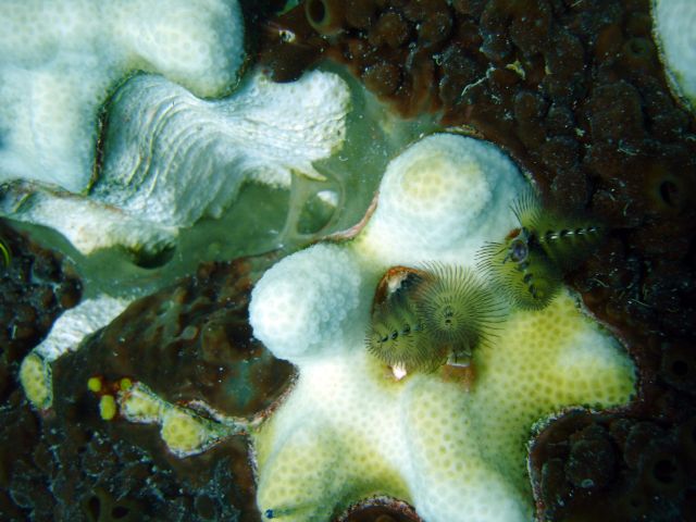 Christmas Tree Worms