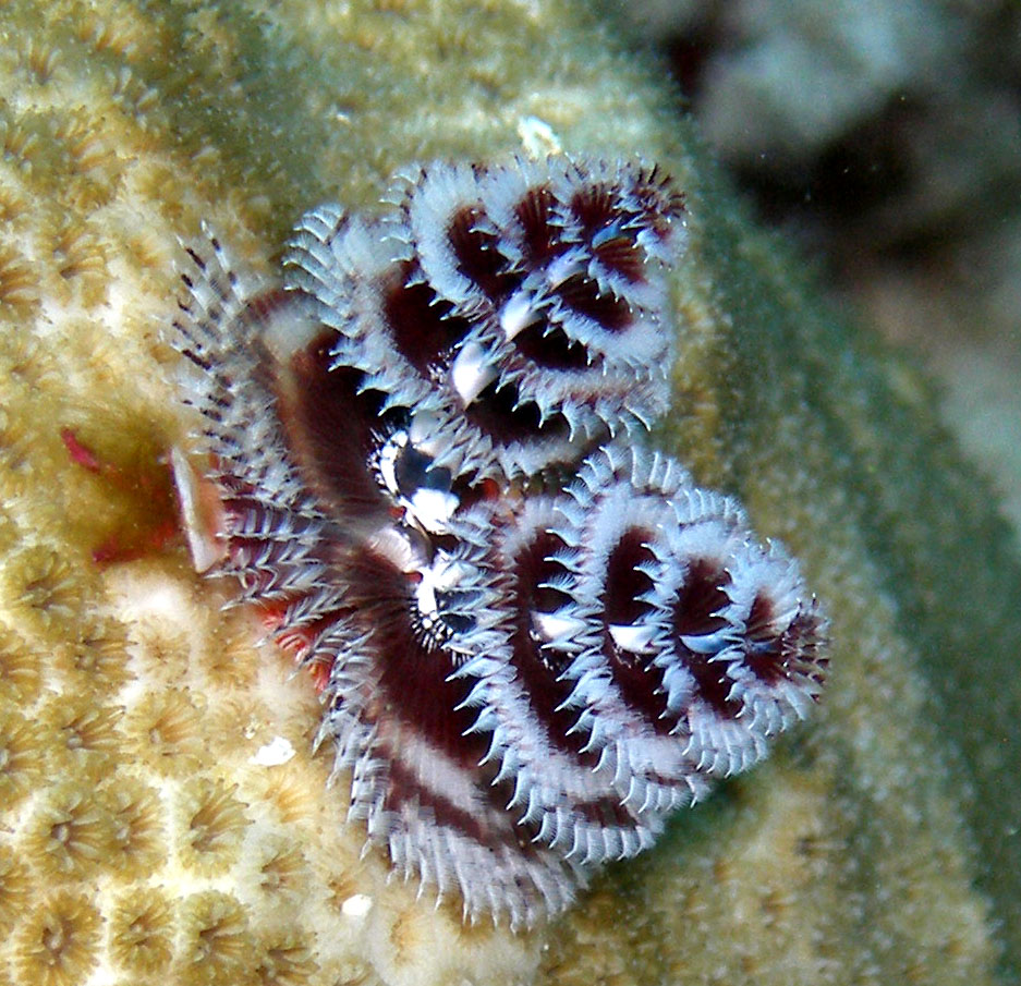 Christmas Tree Worms