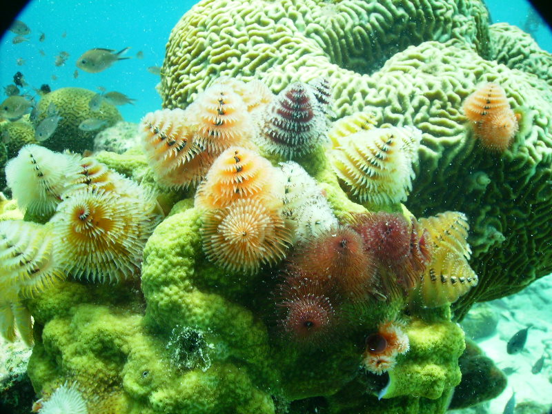 Christmas Tree Worms