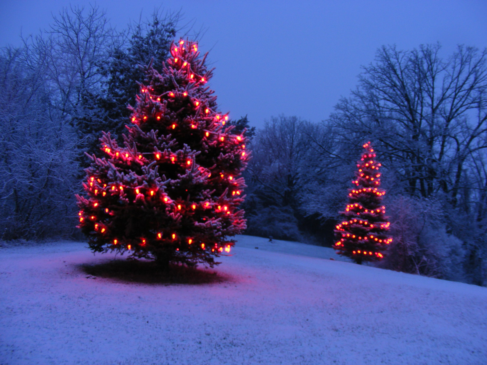Christmas Trees 2008
