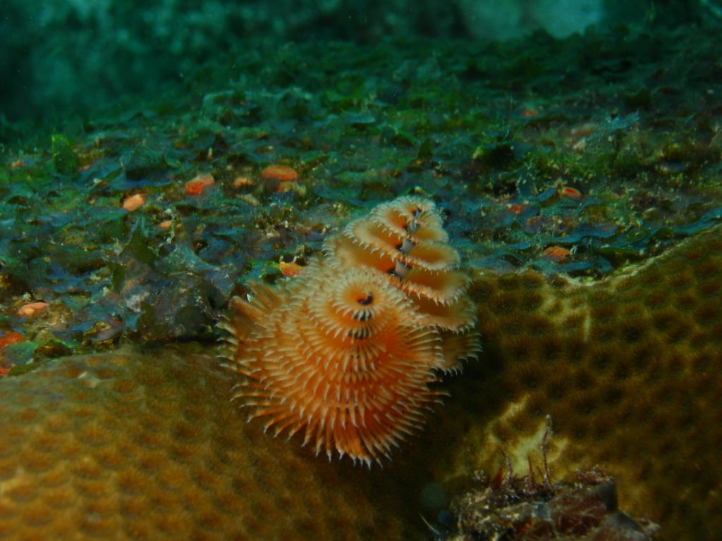 Christmas_Tree_Worm