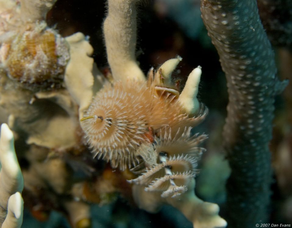 christmas_tree_worm2