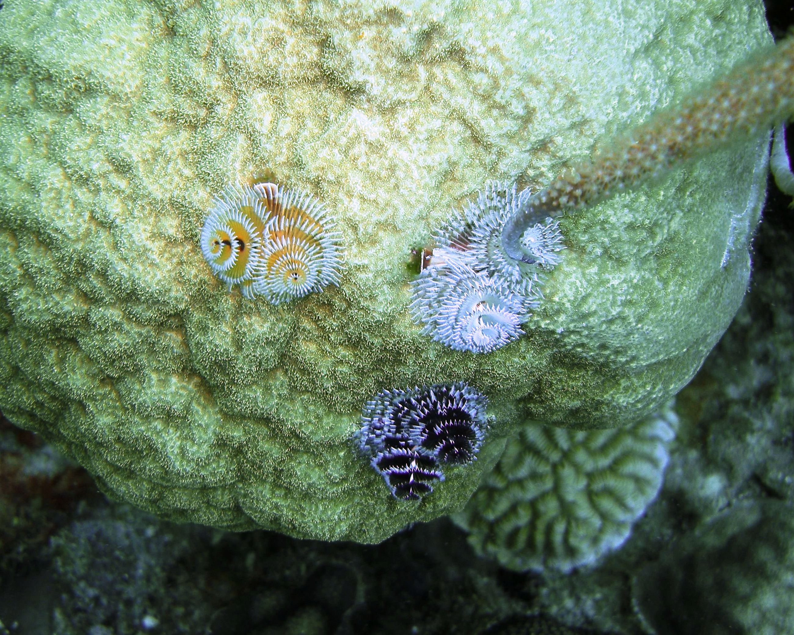 Christmas_Tree_Worms-Bonaire_