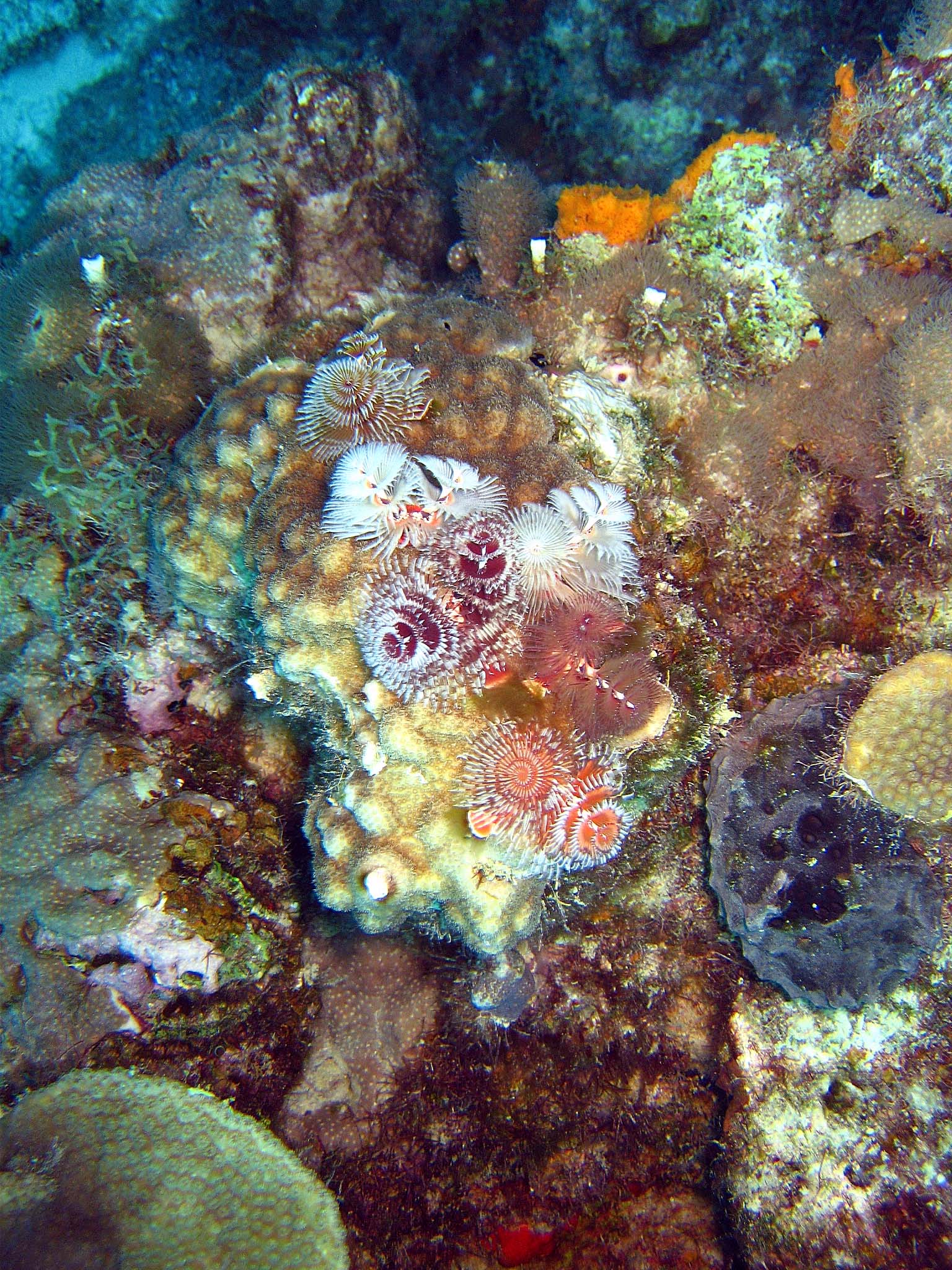 Christmas_Tree_Worms