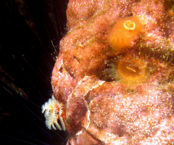 christmas_tree_worms2