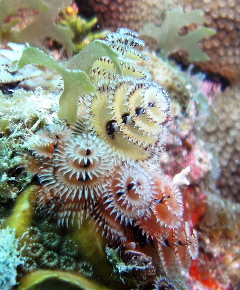 ChristmasTree tubeworm
