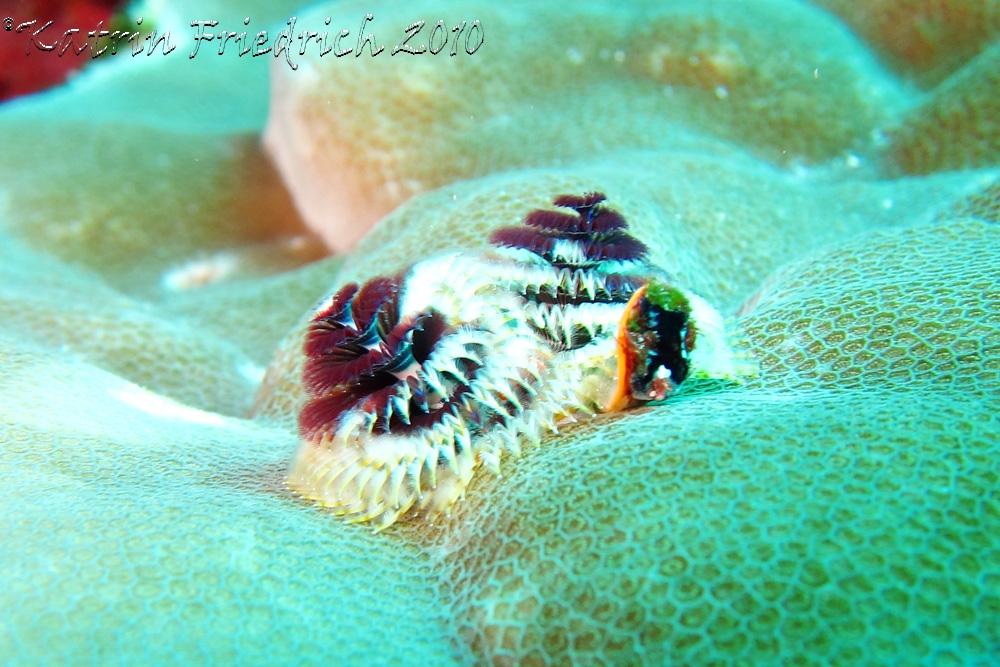 Christmastree worm