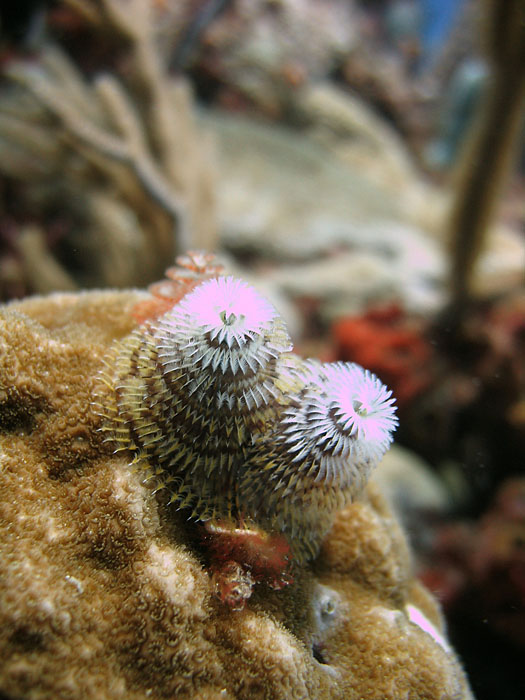 Christmastree worm