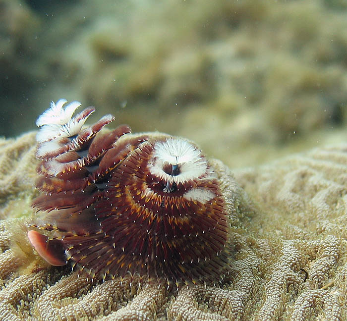 Christmastree worm