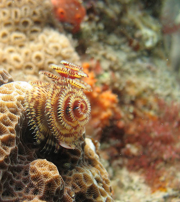 Christmastree worm