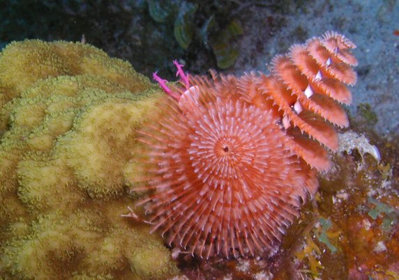 ChristmasTree Worm