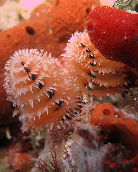 Christmastree worms