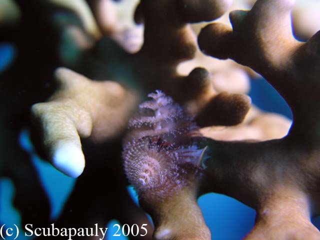 Christmastree_worm_Ras_Ghamila_2-9-05