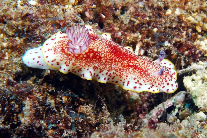 chromodoris-_reticulata