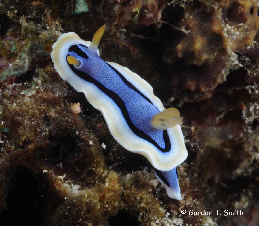 Chromodoris annae