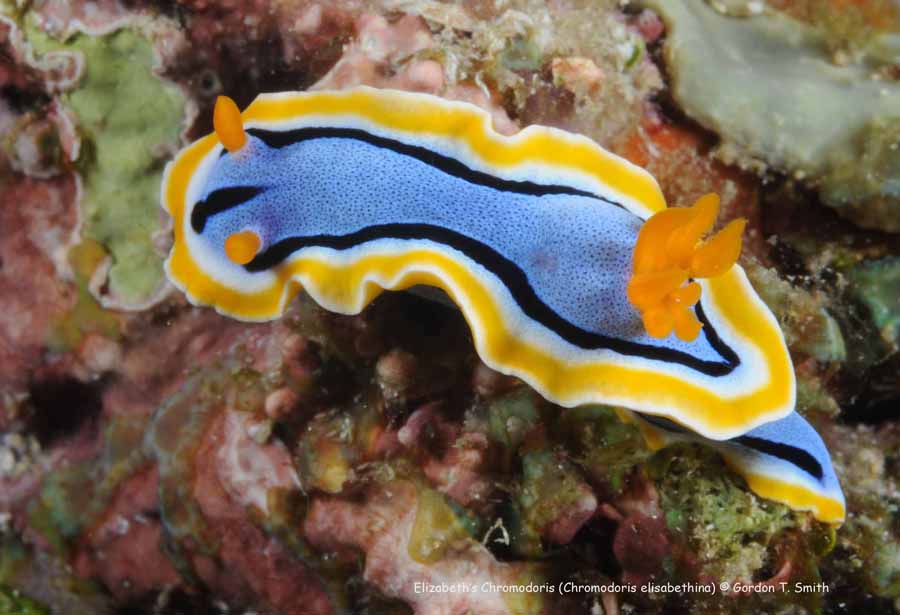 Chromodoris annae