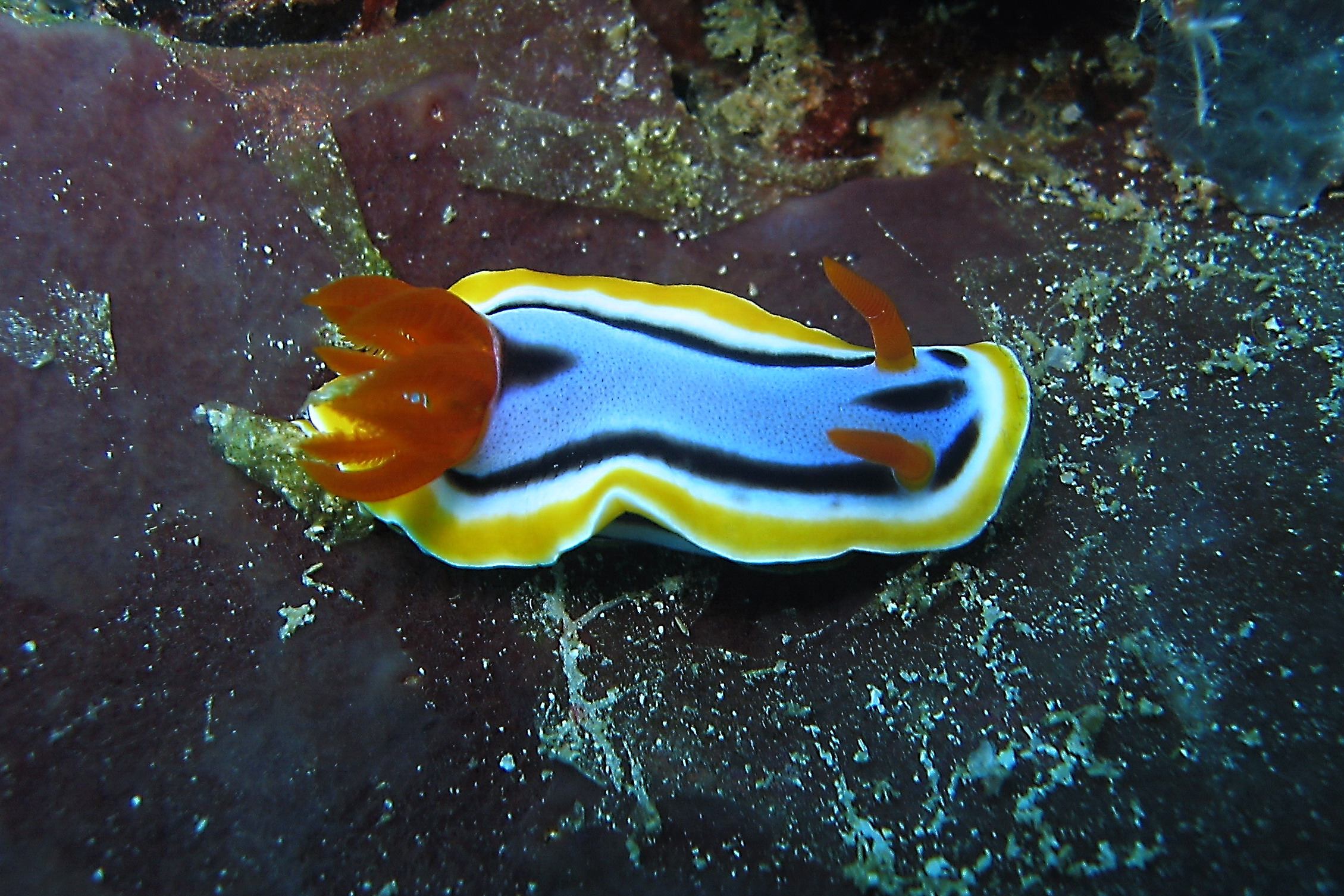 Chromodoris Annae