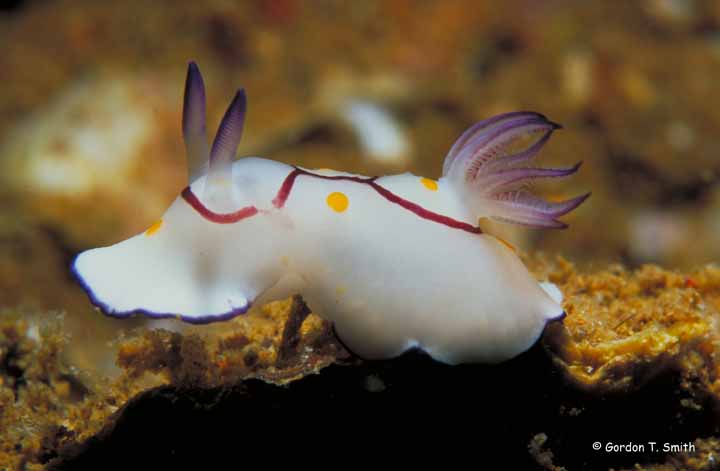 Chromodoris annulata