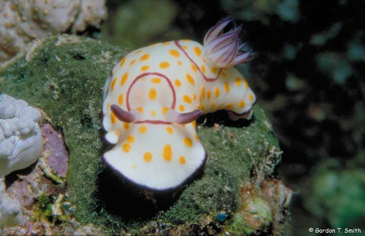 Chromodoris annulata