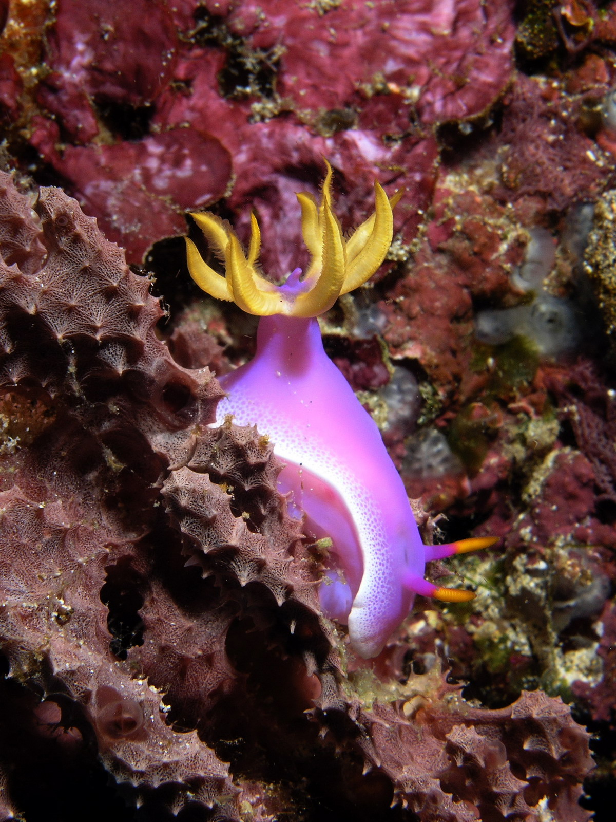 Chromodoris Bullocki