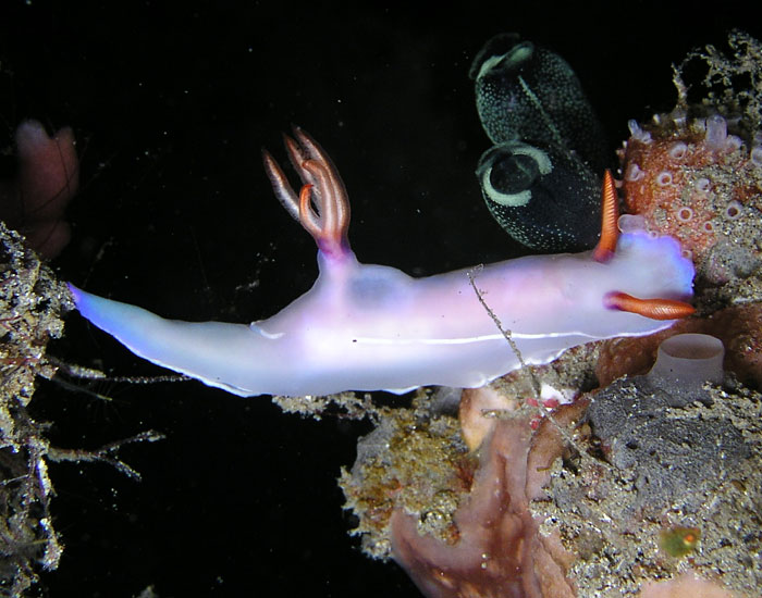 Chromodoris bullocki