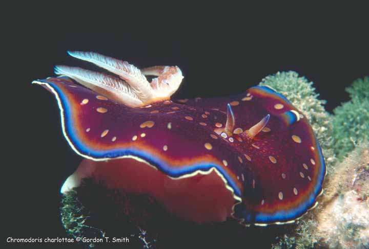 Chromodoris charlottae