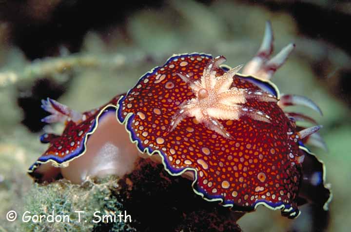 Chromodoris charlottae