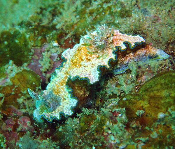 Chromodoris Cinta