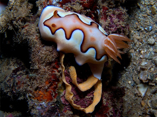 Chromodoris coi laying eggs