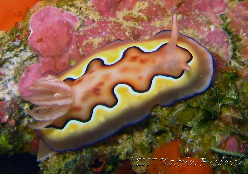 Chromodoris coi