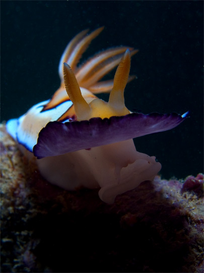 Chromodoris coi