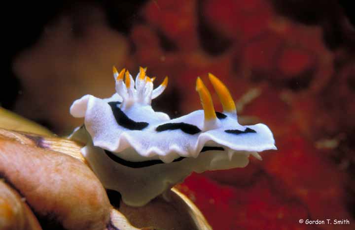 Chromodoris dianae