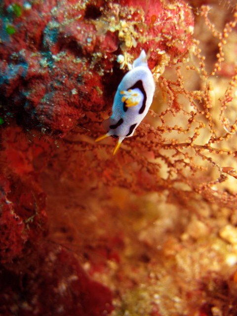 Chromodoris dianne