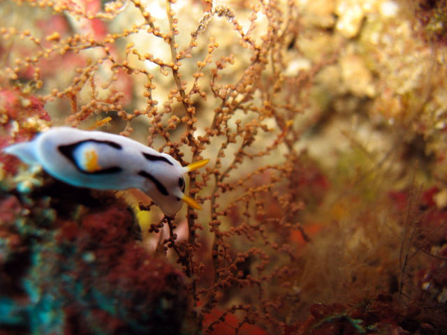 Chromodoris dianne