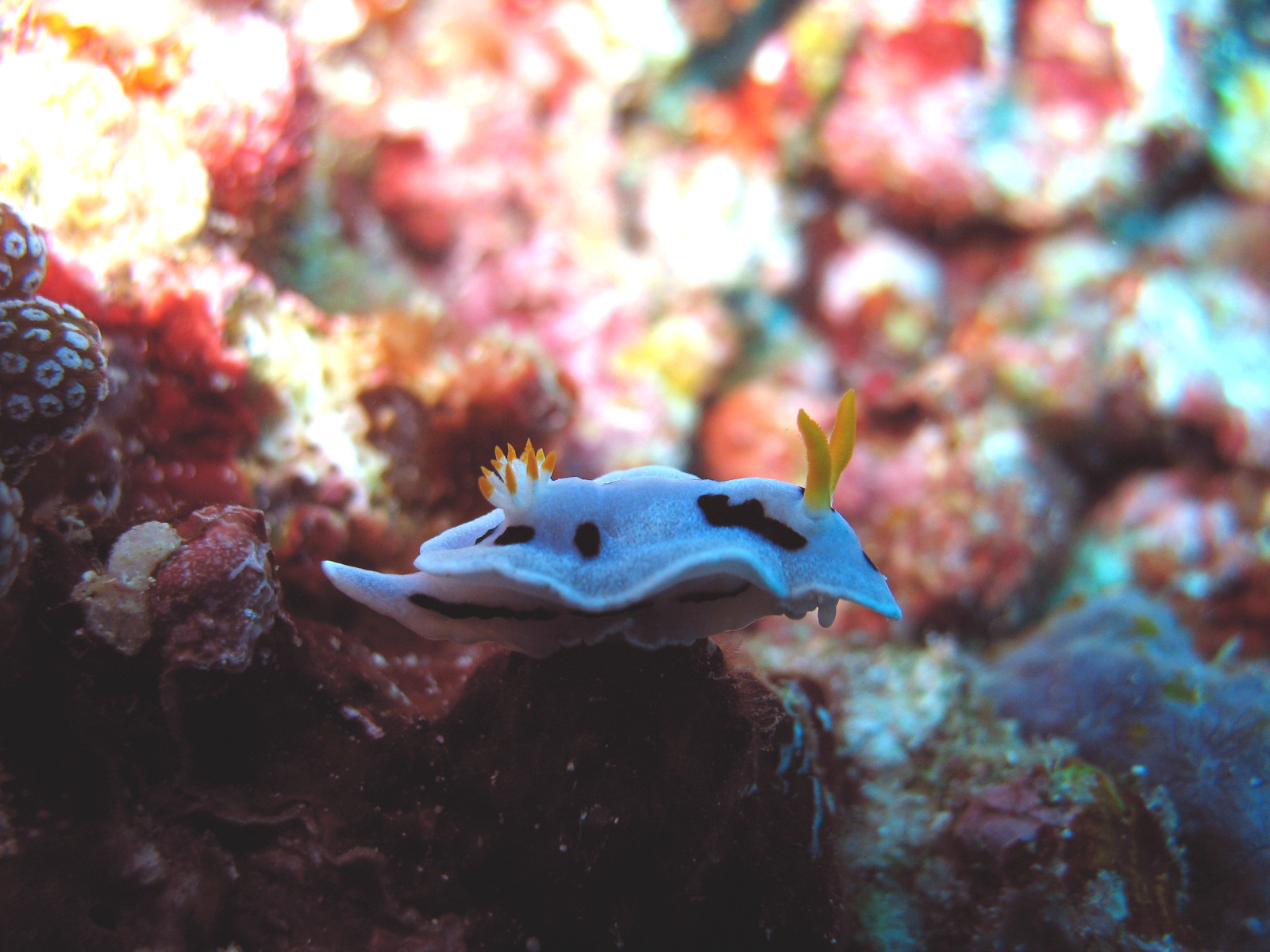 Chromodoris dianne