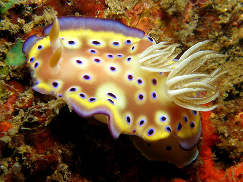 Chromodoris geminina