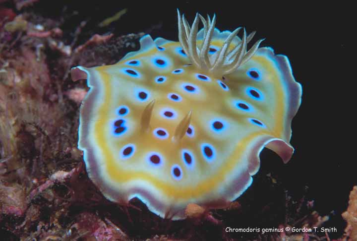 Chromodoris geminina