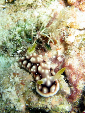 Chromodoris geometrica 2