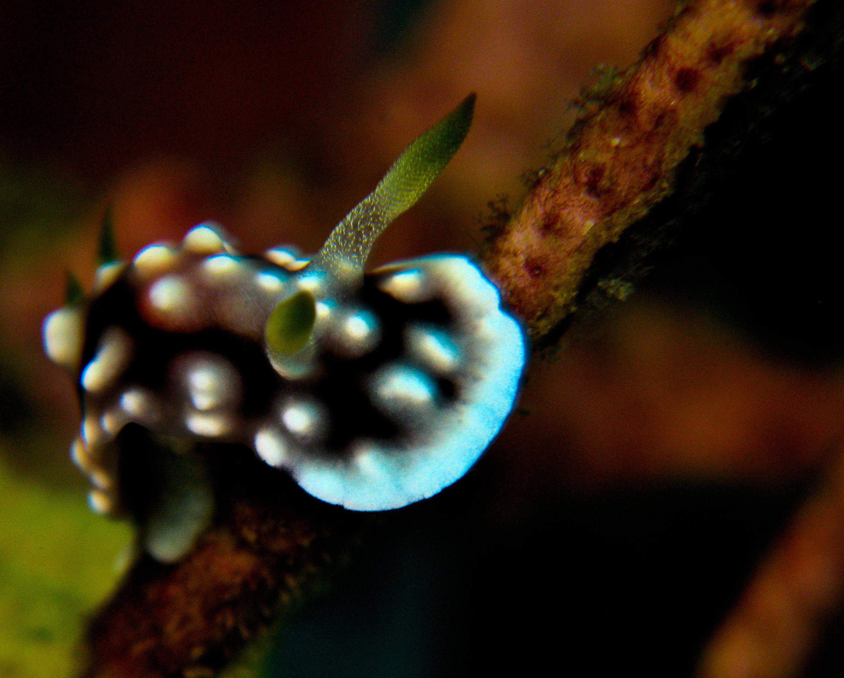 Chromodoris geometrica