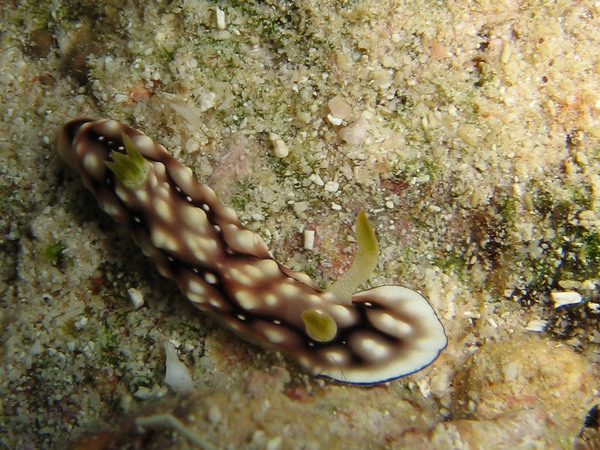 Chromodoris geometrica