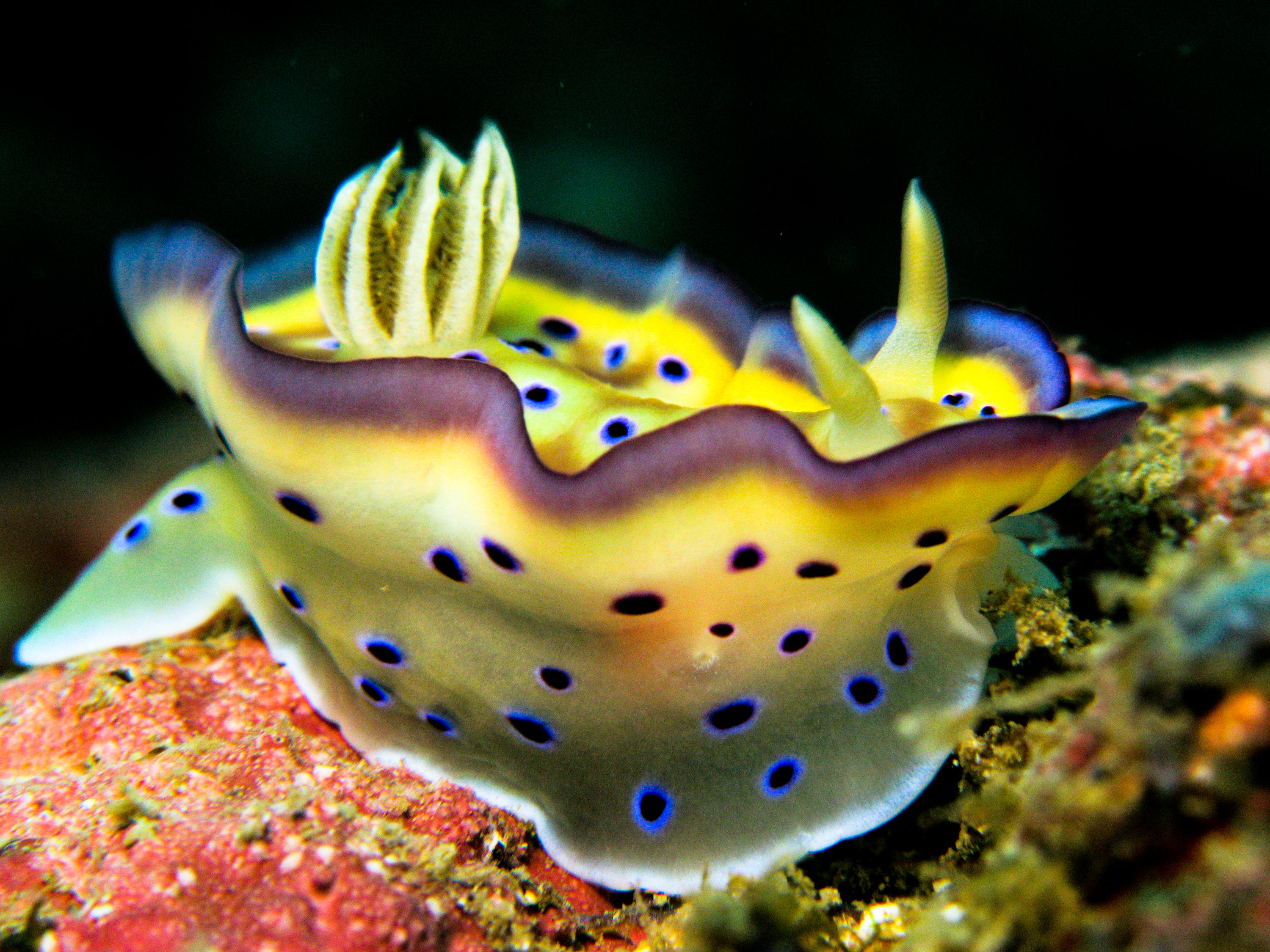 Chromodoris kuniei upskirt shot!