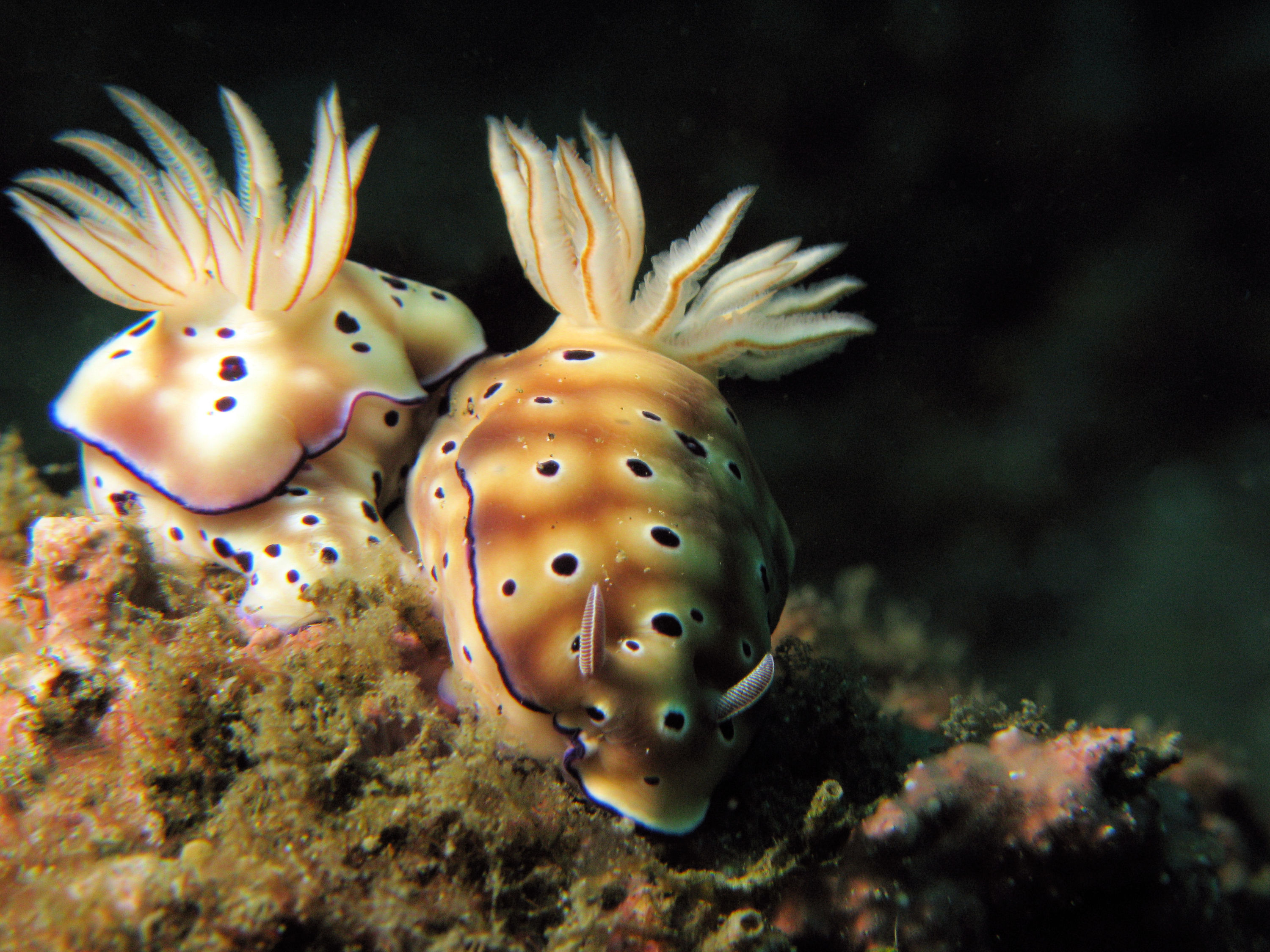 Chromodoris leopardus