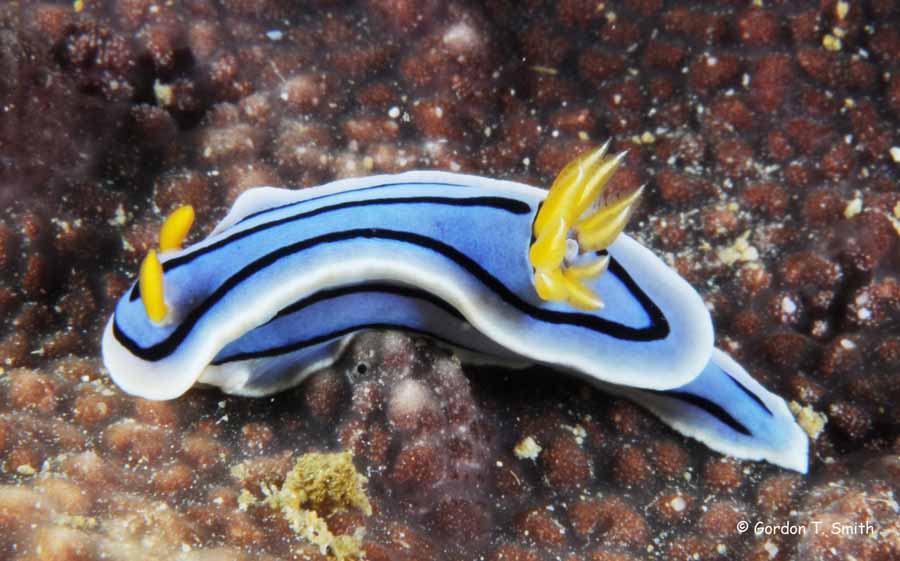 Chromodoris lochi