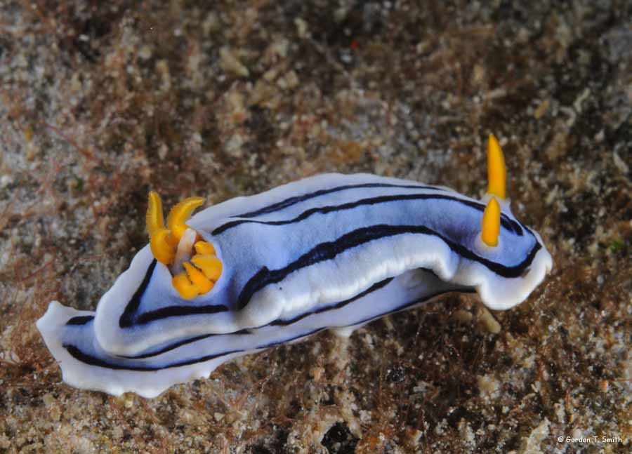 Chromodoris lochi