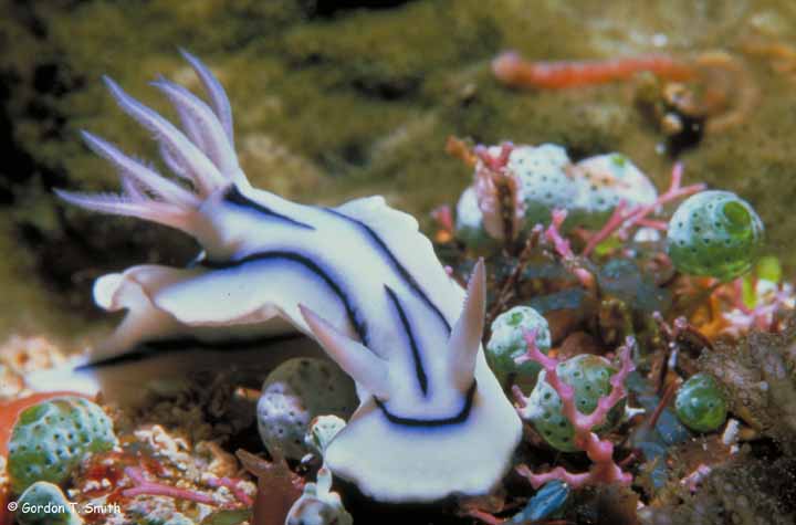 Chromodoris lochi