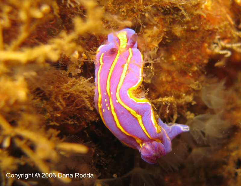 Chromodoris macfarlandi or MacFarland's Chromodorid