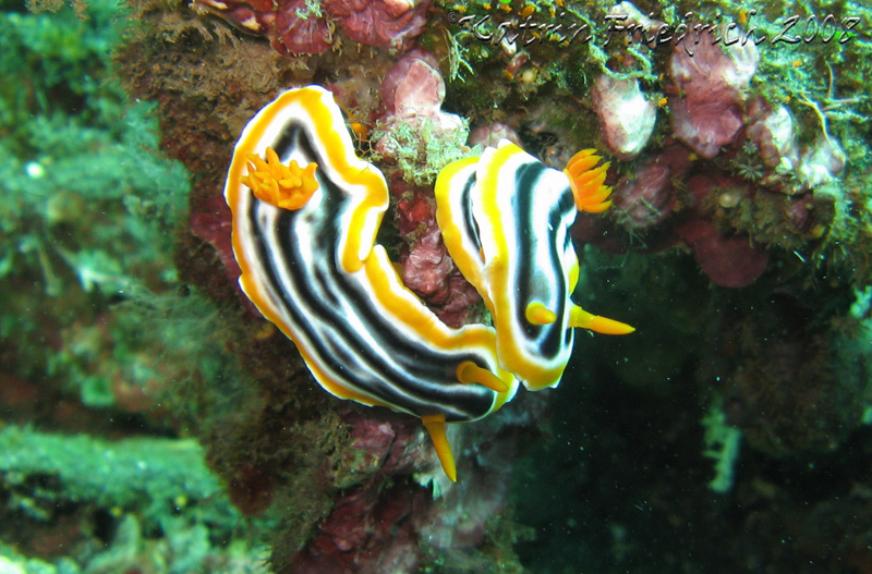 Chromodoris magnifa