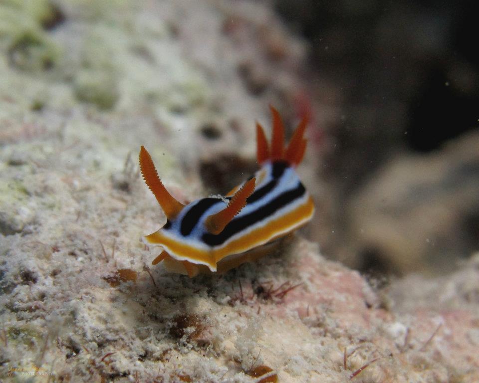 Chromodoris magnifica (Nudibranch)