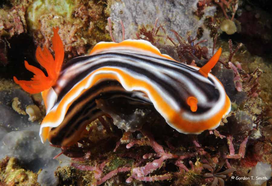 Chromodoris magnifica